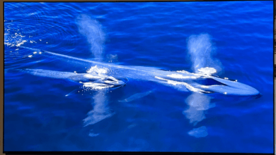 31 Best Early Labor Day Sales on WIRED-Tested Gear (2025) 31 Best Early Labor Day Sales on WIRED-Tested Gear (2025)